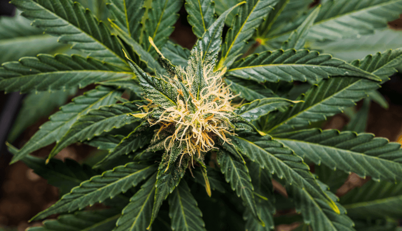 Nahaufnahme einer Cannabispflanze mit Blüte von oben
