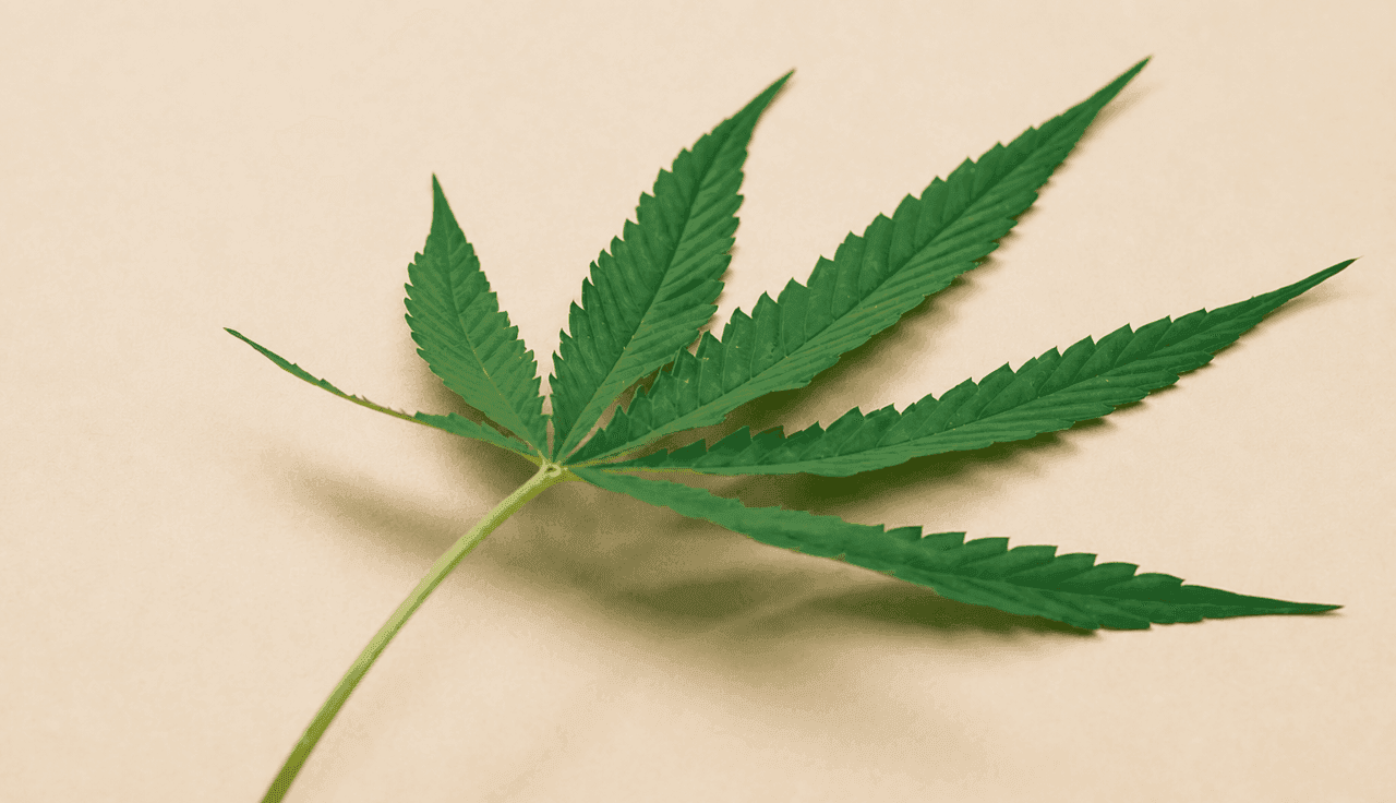 Cannabisblatt auf beigem Hintergrund